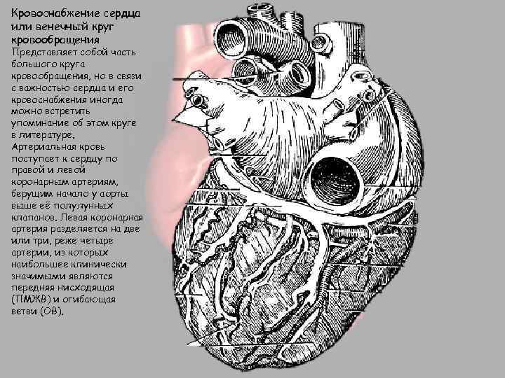 Кровоснабжение сердца или венечный круг кровообращения Представляет собой часть большого круга кровообращения, но в