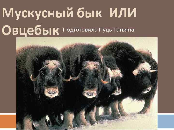 Мускусный бык ИЛИ Овцебык Подготовила Пуць Татьяна 