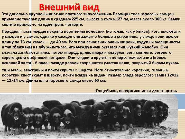 Внешний вид Размеры тела взрослых самцов Это довольно крупное животное плотного телосложения. примерно таковы: