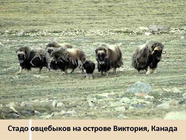 Стадо овцебыков на острове Виктория, Канада 