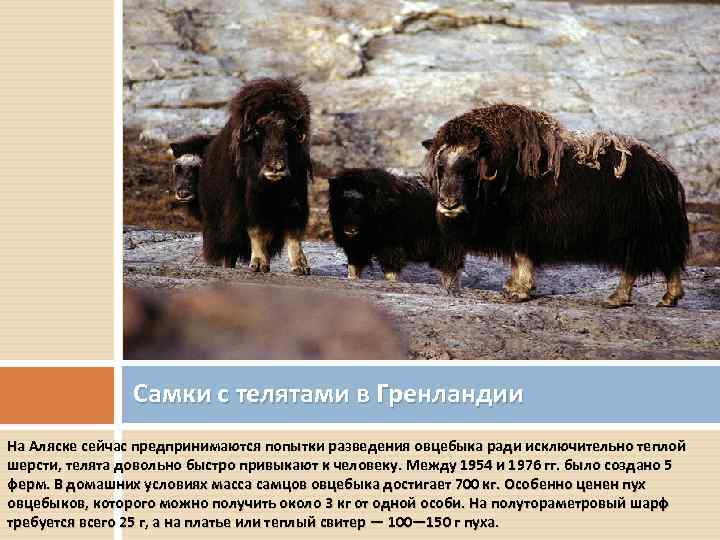 Самки с телятами в Гренландии На Аляске сейчас предпринимаются попытки разведения овцебыка ради исключительно