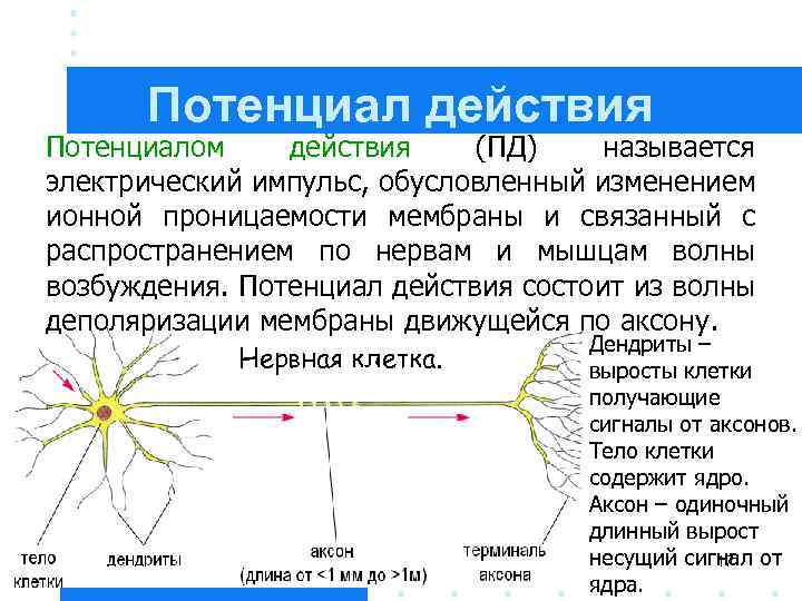 Потенциал действия Потенциалом действия (ПД) называется электрический импульс, обусловленный изменением ионной проницаемости мембраны и