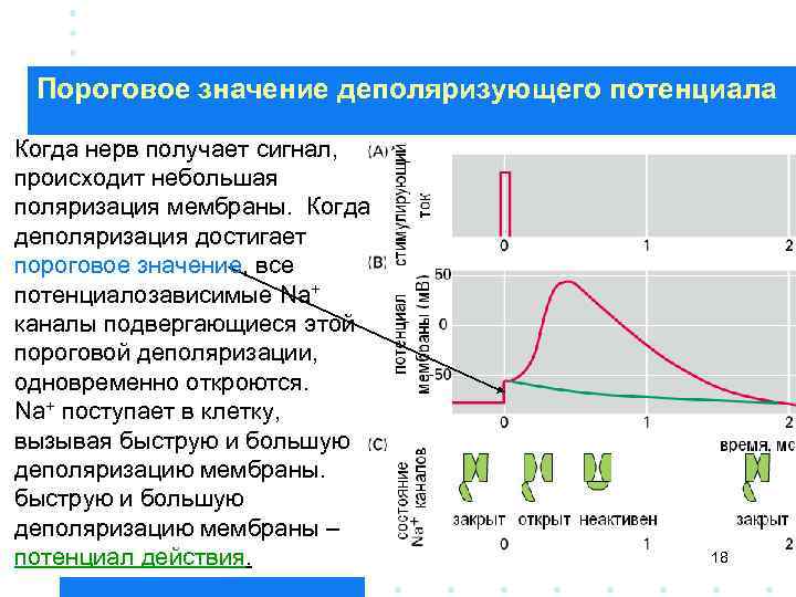 Пороговое значение деполяризующего потенциала Когда нерв получает сигнал, происходит небольшая поляризация мембраны. Когда деполяризация