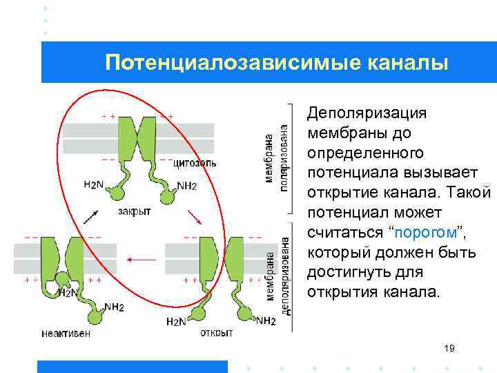 Потенциалозависимые каналы Деполяризация мембраны до определенного потенциала вызывает открытие канала. Такой потенциал может считаться