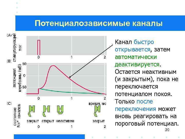 Потенциалозависимые каналы Канал быстро открывается, затем автоматически деактивируется. Остается неактивным (и закрытым), пока не
