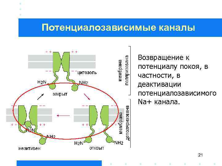 Потенциалозависимые каналы Возвращение к потенциалу покоя, в частности, в деактивации потенциалозависимого Na+ канала. 21