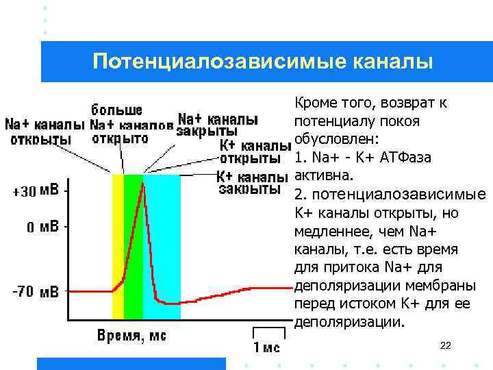 Потенциалозависимые каналы Кроме того, возврат к потенциалу покоя обусловлен: 1. Na+ - K+ АТФаза