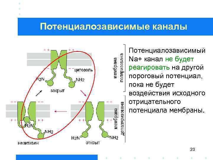 Потенциалозависимые каналы Потенциалозависимый Na+ канал не будет реагировать на другой пороговый потенциал, пока не