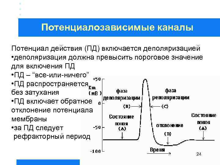 Потенциалозависимые каналы Потенциал действия (ПД) включается деполяризацией • деполяризация должна превысить пороговое значение для