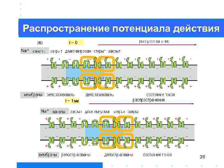 Распространение потенциала действия 26 
