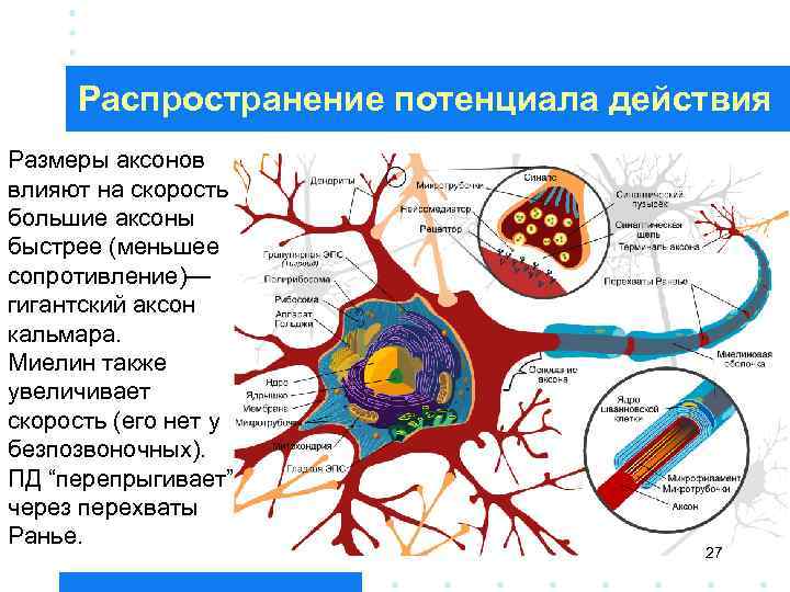 Распространение потенциала действия Размеры аксонов влияют на скорость – большие аксоны быстрее (меньшее сопротивление)—