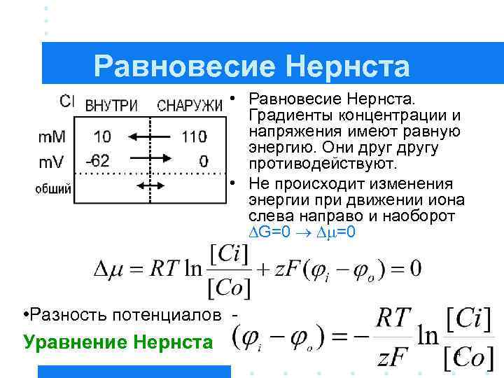 Равновесие Нернста • Равновесие Нернста. Градиенты концентрации и напряжения имеют равную энергию. Они другу