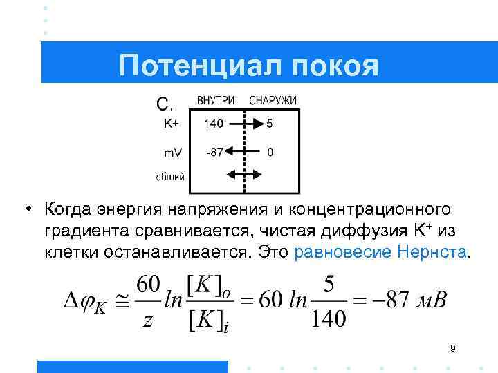 Потенциал покоя • Когда энергия напряжения и концентрационного градиента сравнивается, чистая диффузия K+ из