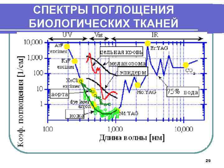 СПЕКТРЫ ПОГЛОЩЕНИЯ БИОЛОГИЧЕСКИХ ТКАНЕЙ 29 