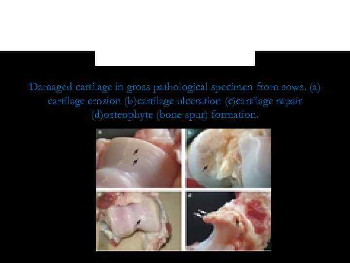 Damaged cartilage in gross pathological specimen from sows. (a) cartilage erosion (b)cartilage ulceration (c)cartilage