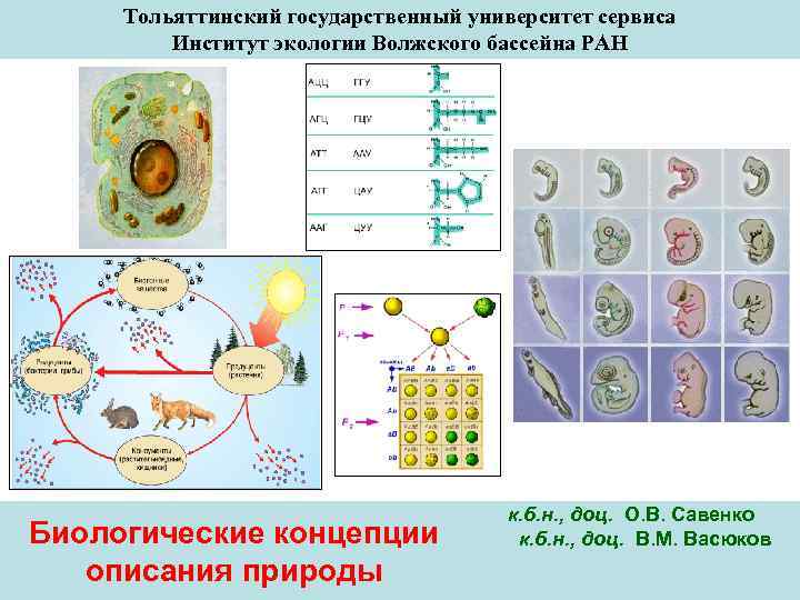 Тольяттинский государственный университет сервиса Институт экологии Волжского бассейна РАН Биологические концепции описания природы к.