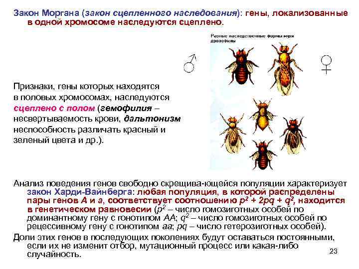 Сцепленное наследование генов закон т моргана