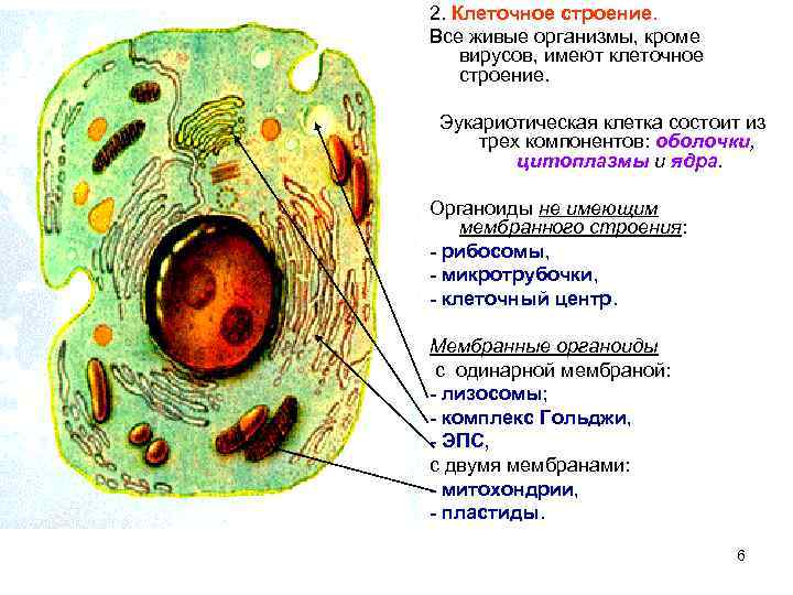 Клетки имеющие ядро