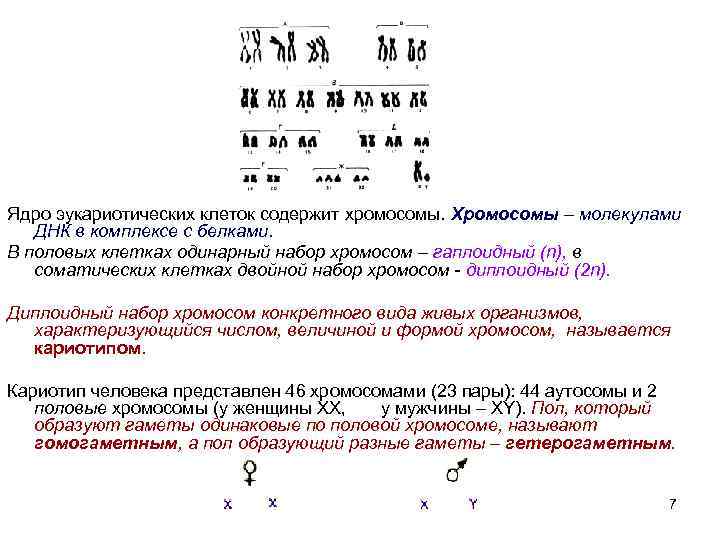 Ядро эукариотических клеток содержит хромосомы. Хромосомы – молекулами ДНК в комплексе с белками. В