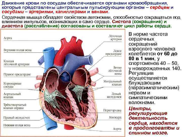 Движение крови по сосудам 8 класс презентация