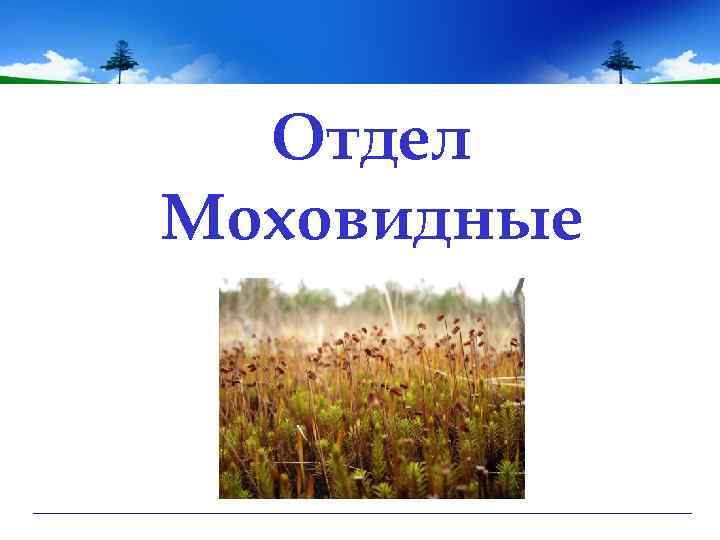 Отдел Моховидные 