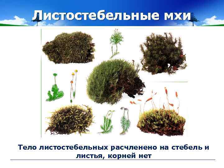 Листостебельные мхи Тело листостебельных расчленено на стебель и листья, корней нет 
