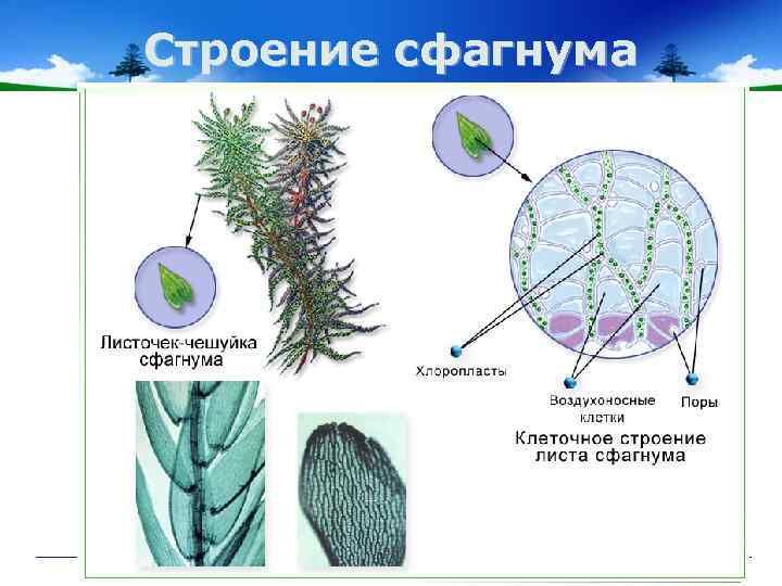 Строение сфагнума 