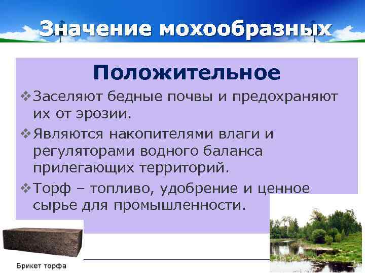 Значение мохообразных Положительное v Заселяют бедные почвы и предохраняют их от эрозии. v Являются
