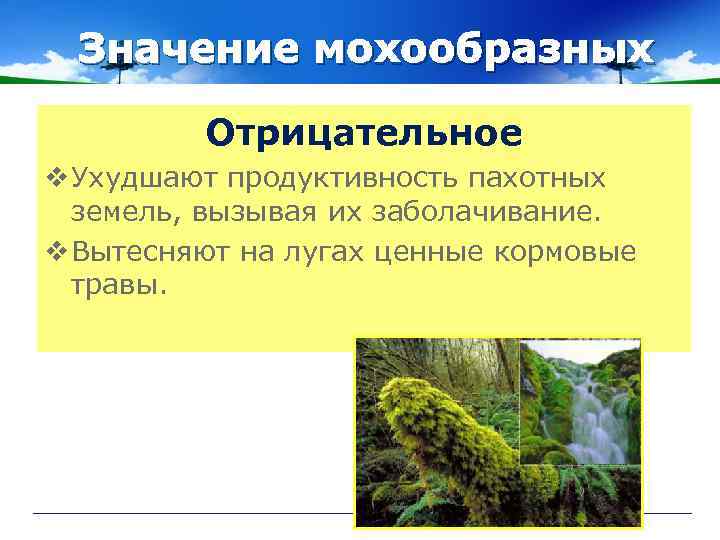 Значение мохообразных Отрицательное v Ухудшают продуктивность пахотных земель, вызывая их заболачивание. v Вытесняют на