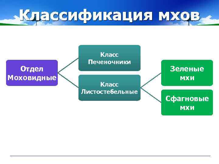 Таблица мхи 7 класс