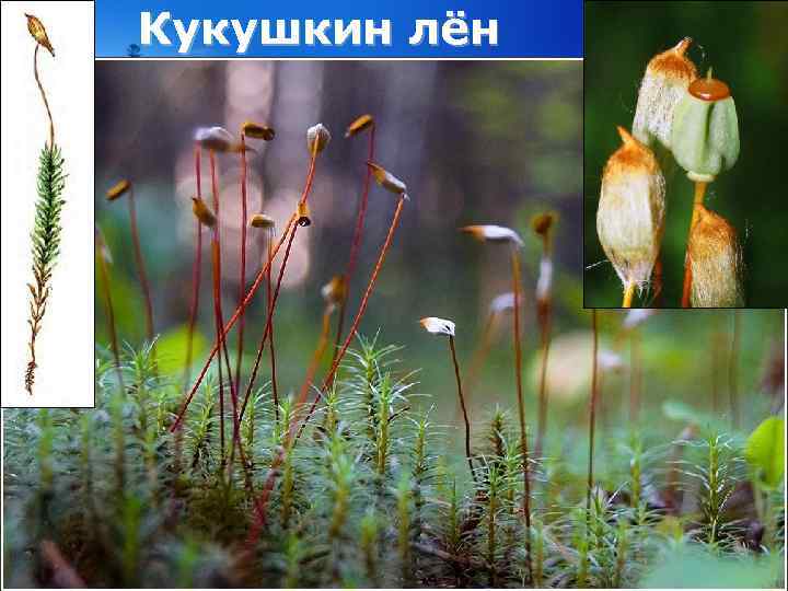 Кукушкин лён 