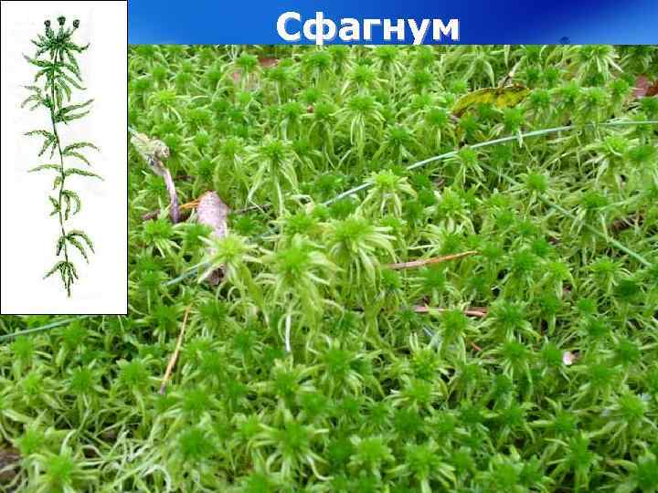 Сфагнум 