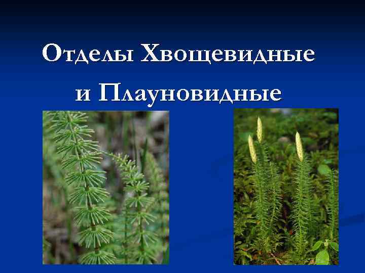 Плауновидные хвощевидные 7 класс. Плауновидные и Хвощевидные. Отдел Плауновидные. Отдел Хвощевидные. Общие черты хвощевидных и плауновидных. Характеристика плауновидных и хвощевидных.