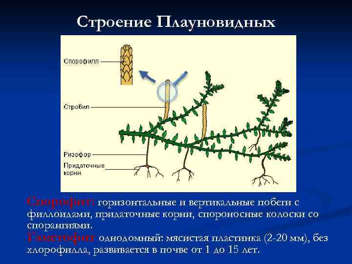 Поколения плаунов. Жизненный цикл плауновидных. Отдел Плауновидные строение и размножение. Строение спорофита плауна. Строение стробила хвоща.