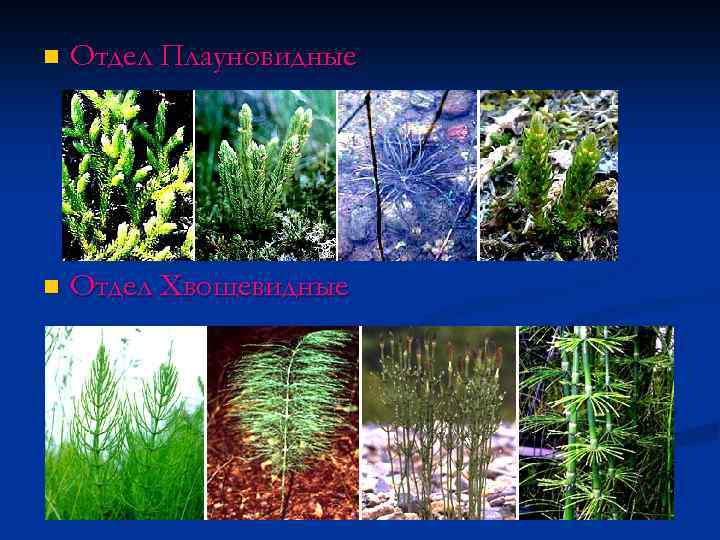 n Отдел Плауновидные n Отдел Хвощевидные 