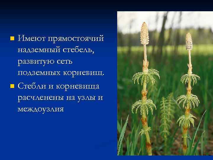 Плауновидные 7 класс биология. Отдел Хвощевидные стебель. Надземный прямостоячий стебель хвоща. Стебель хвощевидных имеет. Отдел Хвощевидные полые стебли.