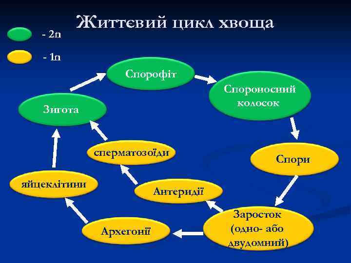 - 2 n Життєвий цикл хвоща - 1 n Спорофіт Спороносний колосок Зигота сперматозоїди
