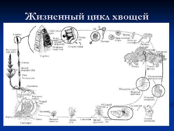 Жизненный цикл хвоща схема егэ