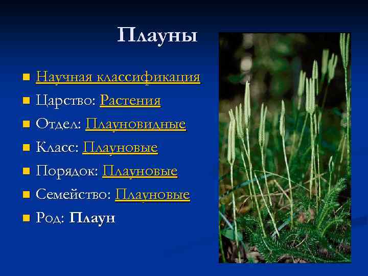 Признаки плаунов 7 класс. Отдел Плауновидные систематика. Мох плаун булавовидный. Плаун царство отдел класс порядок семейство род вид. Царство растений отдел Плауновидные.