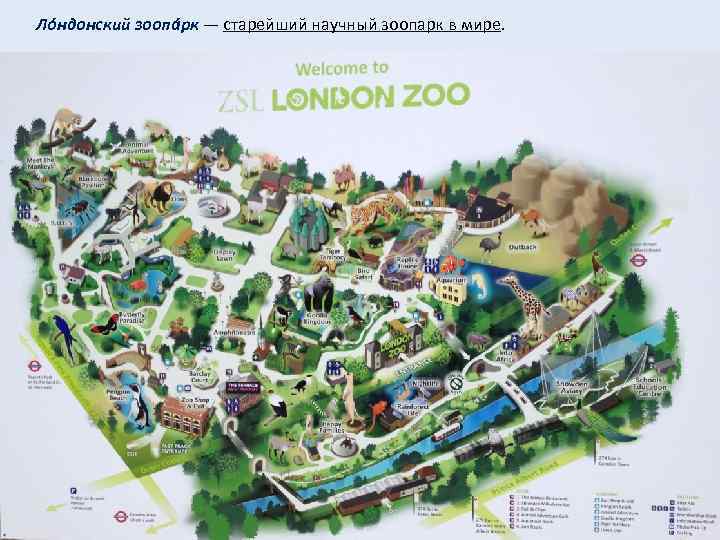  Лóндонский зоопáрк — старейший научный зоопарк в мире. 