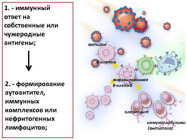 1. - иммунный ответ на собственные или чужеродные антигены; антиген В-клетка 2. - формирование