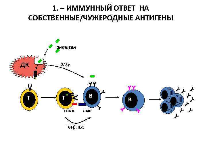 1. – ИММУННЫЙ ОТВЕТ НА СОБСТВЕННЫЕ/ЧУЖЕРОДНЫЕ АНТИГЕНЫ антиген Т BAFF В Т СD 40