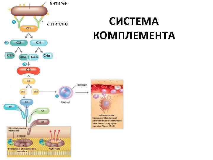 антиген антитело СИСТЕМА КОМПЛЕМЕНТА 