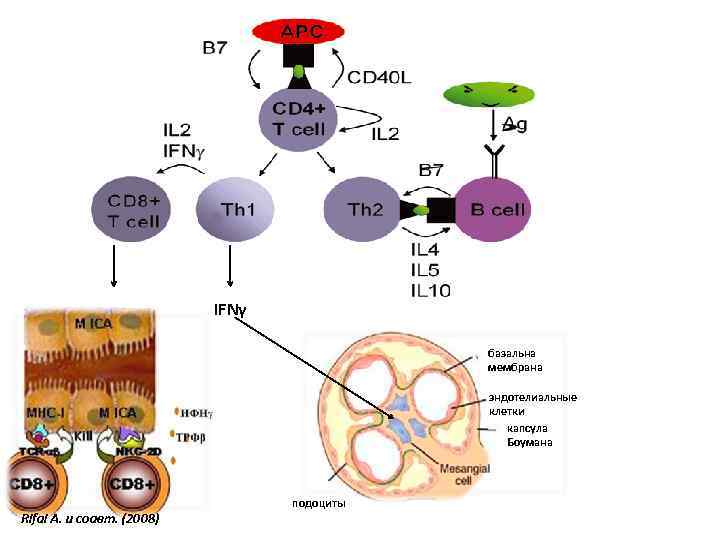 IFNγ базальна мембрана ? ? ? Rifai A. и соавт. (2008) эндотелиальные клетки капсула