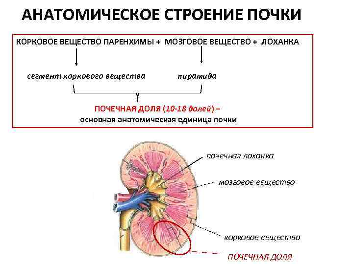 АНАТОМИЧЕСКОЕ СТРОЕНИЕ ПОЧКИ КОРКОВОЕ ВЕЩЕСТВО ПАРЕНХИМЫ + МОЗГОВОЕ ВЕЩЕСТВО + ЛОХАНКА сегмент коркового вещества