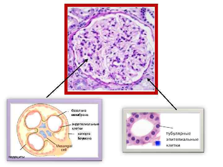 базальна мембрана эндотелиальные клетки капсула Боумана подоциты 