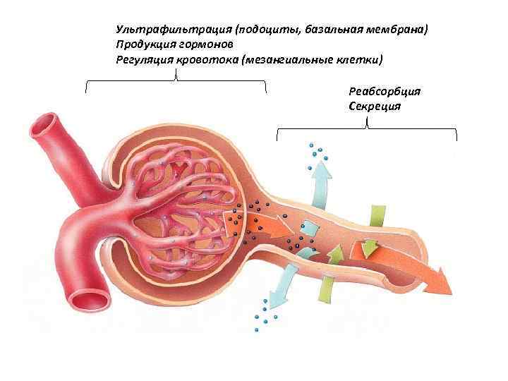 Ультрафильтрация (подоциты, базальная мембрана) Продукция гормонов Регуляция кровотока (мезангиальные клетки) Реабсорбция Секреция 