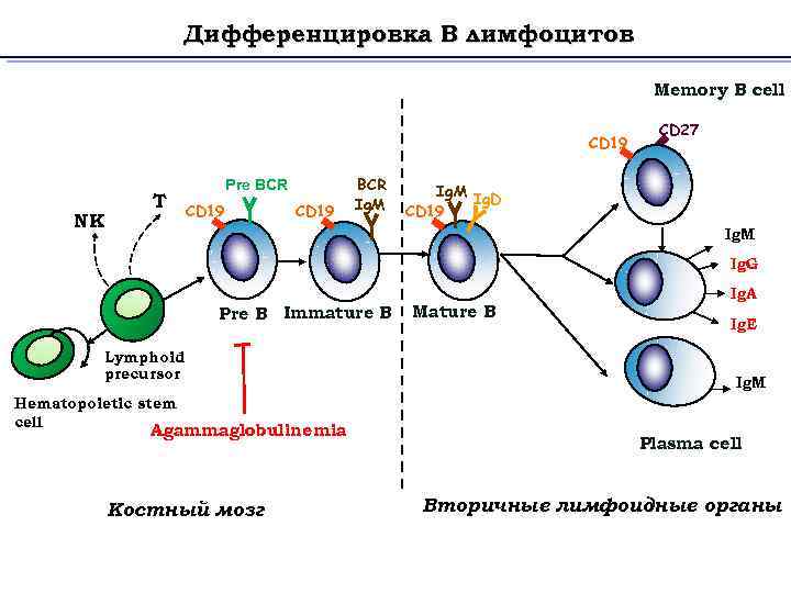 Дифференцировка В лимфоцитов Memory B cell CD 19 NK T Pre BCR CD 19