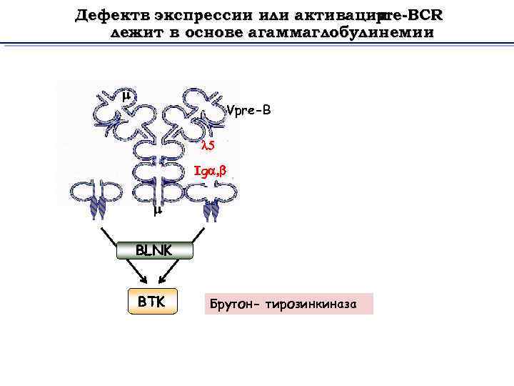 Дефектв экспрессии или активации pre-BCR лежит в основе агаммаглобулинемии m Vpre-B l 5 Iga,