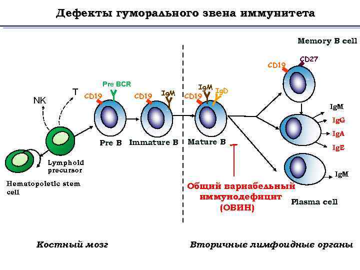 Иммунитет схема. Схема дифференцировки b лимфоцитов. Антигензависимая дифференцировка т-лимфоцитов схема. Схема дифференцировки т клеток. Схема дифференцировки в лимфоцитов в плазматические клетки.